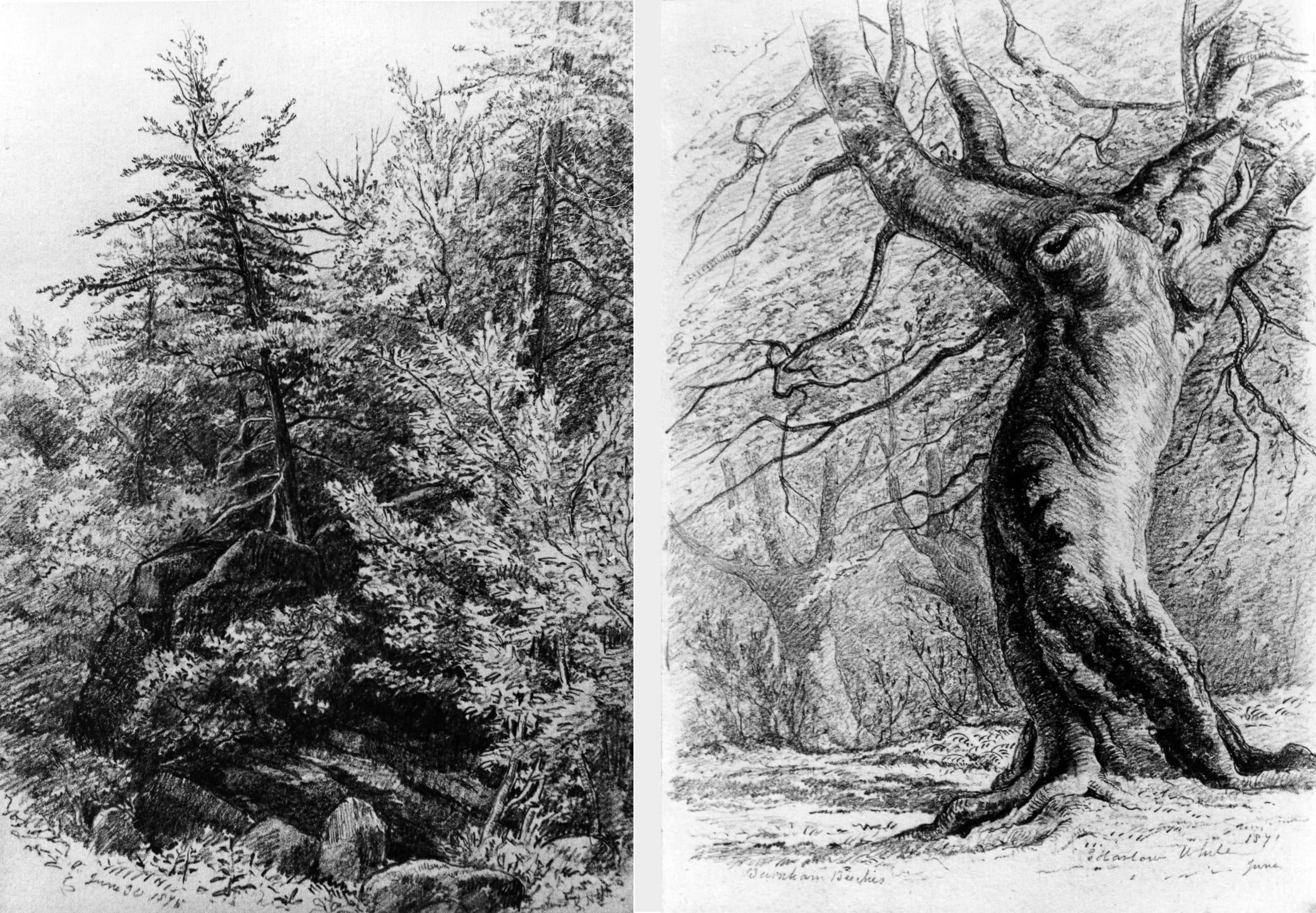 left: George Harlow White, Quebec, 1876, pencil on paper. Gift from the estate of Mrs. R. F. Segsworth, through the Queen’s University Art Foundation, 1944 (11-051.21) right: George Harlow White, Burnham Beeches, 1871, pencil on paper. Gift from the estate of Mrs. R. F. Segsworth, through the Queen’s University Art Foundation, 1944 (11-050.05)