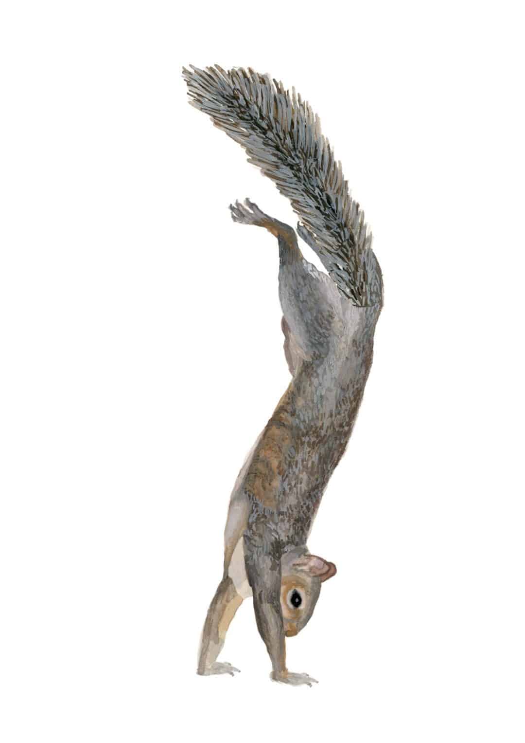 Chantal Rousseau, Squirrels Working Out: Handstand Walk (still), 2020, GIF. Collection of the artist