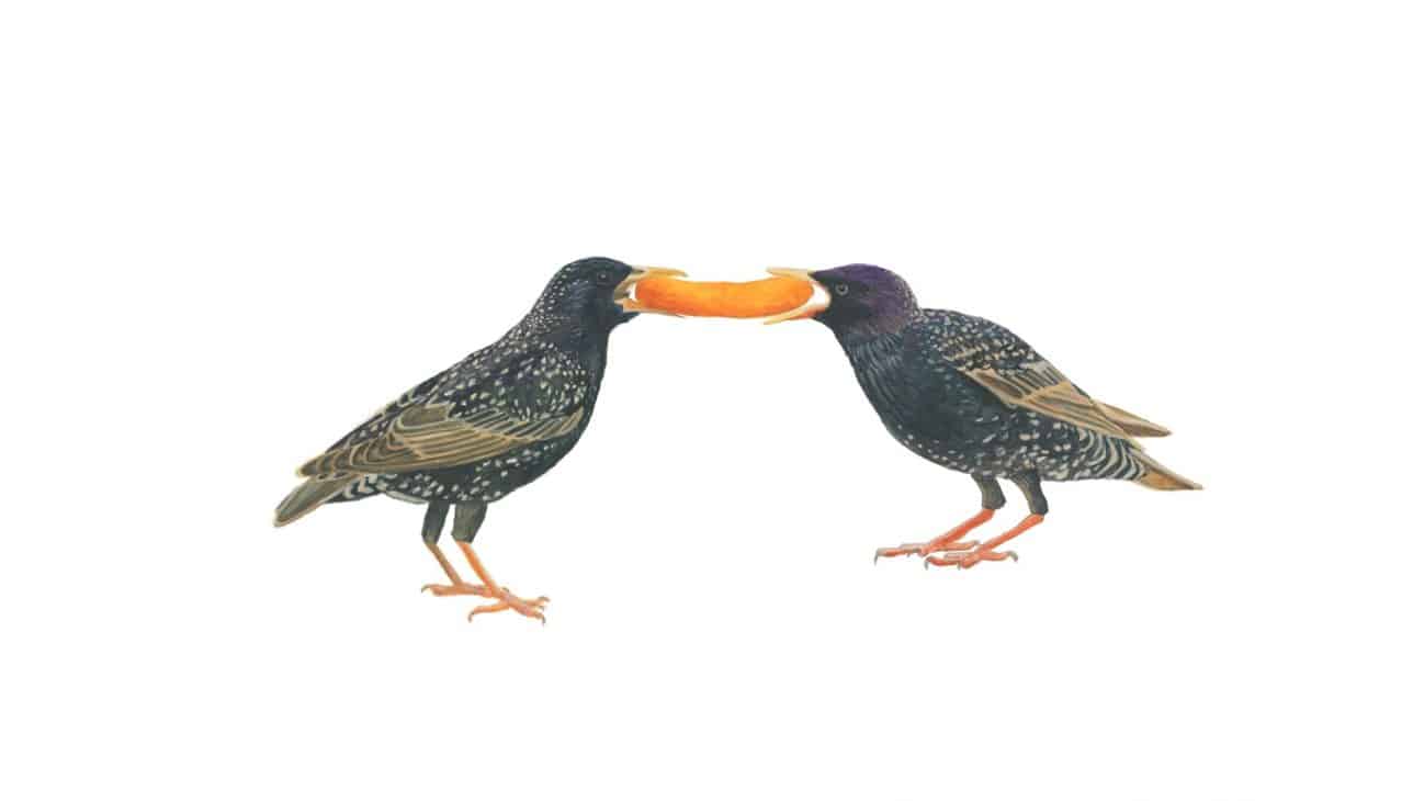 Chantal Rousseau, Starlings vs Cheesie, 2020, watercolour animation GIF (still). Collection of the artist