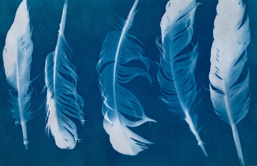 An example of a cyanotype print with feathers for the art class: Cyanotype Printmaking with Brian Hoad