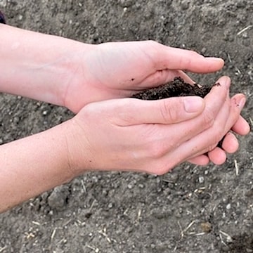 Close-up of Anne Riley's hands holding dirt