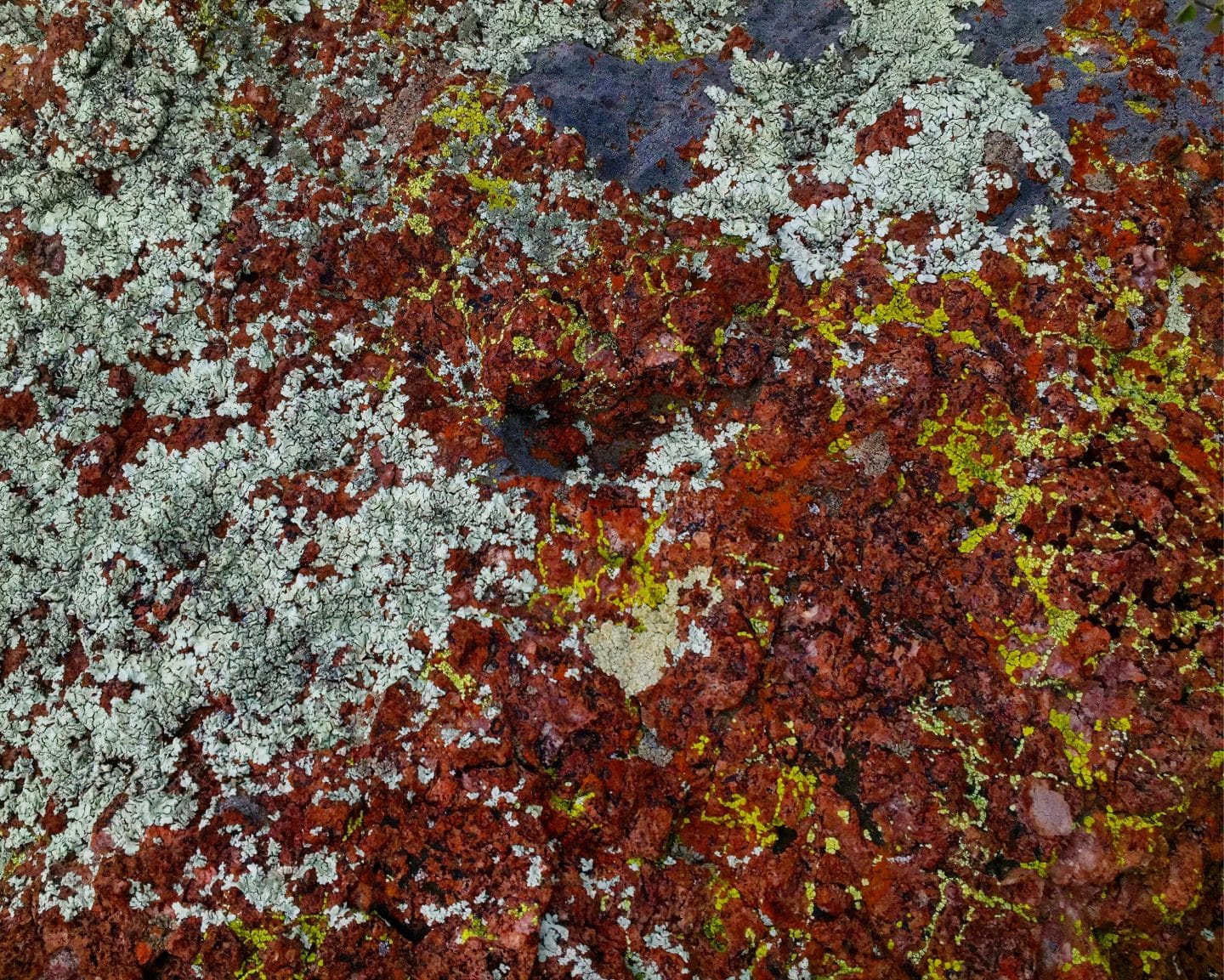 A research image of multiple lichen species that comes out of the artists' first workshop with Agnes’s 2021 Stonecroft Artist-in-Residence Jol Thoms. Photo: Michelle Bunton