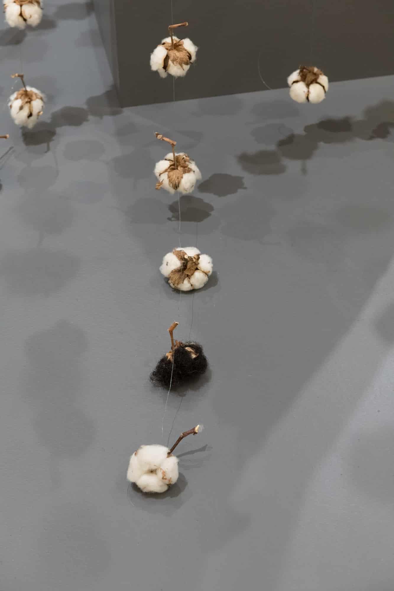 A detail of Karin Jones's site-specific installation, Freed, showing the bulbs of raw cotton and Black hair.