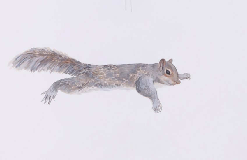 Chantal Rousseau, Squirrels Working Out: Burpee [animation cells] (detail), 2017–2020, watercolour on paper. Gift of the Artist, 2020